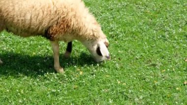 Koyunlar ve onların günlük davranışları