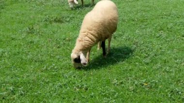 Koyunlar ve onların günlük davranışları