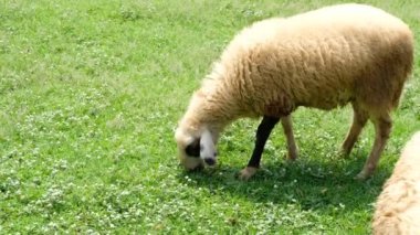 Koyunlar ve onların günlük davranışları
