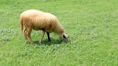 Koyunlar ve onların günlük davranışları