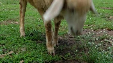 Koyunlar ve onların günlük davranışları