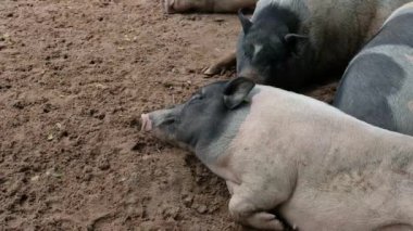 Domuzlar ve onların günlük davranışları