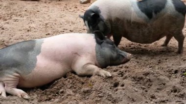 Domuzlar ve onların günlük davranışları