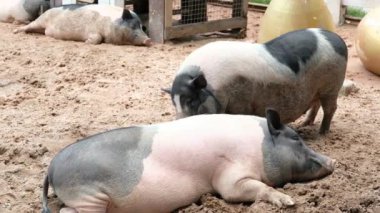 Domuzlar ve onların günlük davranışları