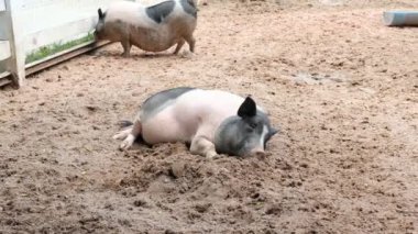 Domuzlar ve onların günlük davranışları