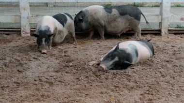 Domuzlar ve onların günlük davranışları