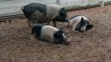 Domuzlar ve onların günlük davranışları