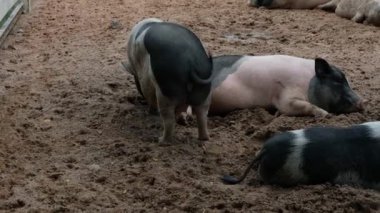 Domuzlar ve onların günlük davranışları