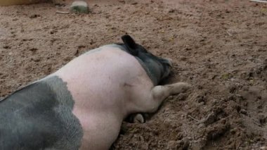 Domuzlar ve onların günlük davranışları