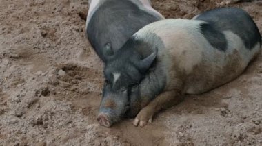 Domuzlar ve onların günlük davranışları