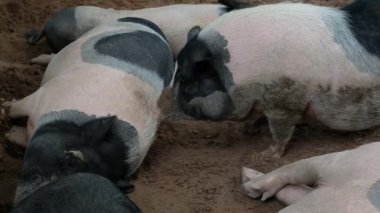 Domuzlar ve onların günlük davranışları