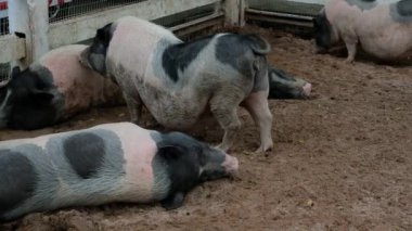 Domuzlar ve onların günlük davranışları