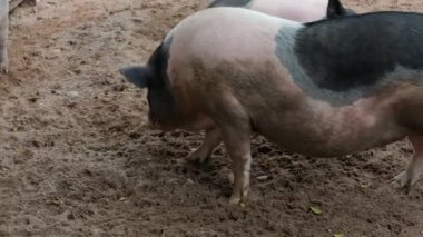 Domuzlar ve onların günlük davranışları