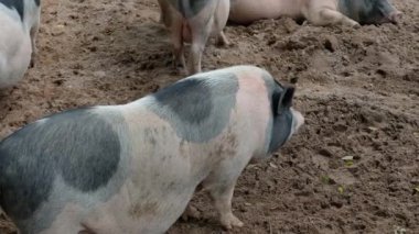 Domuzlar ve onların günlük davranışları