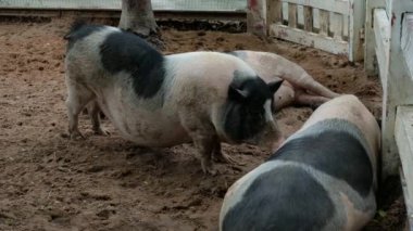 Domuzlar ve onların günlük davranışları