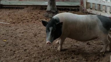 Domuzlar ve onların günlük davranışları