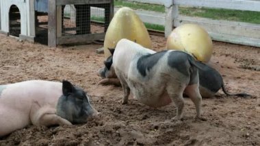 Domuzlar ve onların günlük davranışları