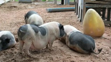 Domuzlar ve onların günlük davranışları