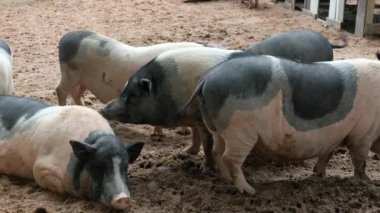 Domuzlar ve onların günlük davranışları