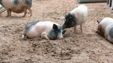 Domuzlar ve onların günlük davranışları