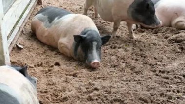 Domuzlar ve onların günlük davranışları