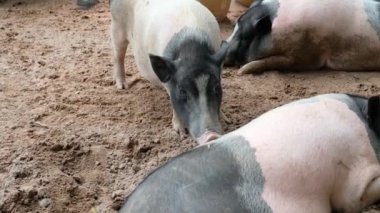 Domuzlar ve onların günlük davranışları