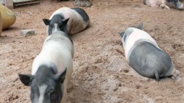 Domuzlar ve onların günlük davranışları