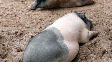 Domuzlar ve onların günlük davranışları