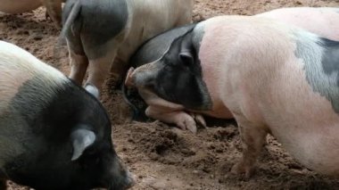 Domuzlar ve onların günlük davranışları