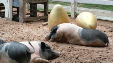 Domuzlar ve onların günlük davranışları