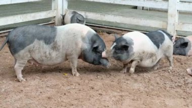 Domuzlar ve onların günlük davranışları