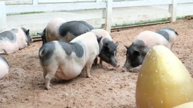 Domuzlar ve onların günlük davranışları