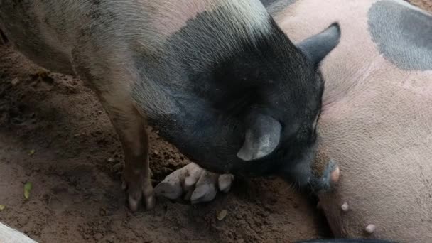 Les porcs et leur comportement quotidien