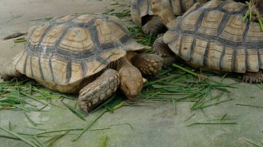 Kaplumbağalar ve günlük aktiviteler