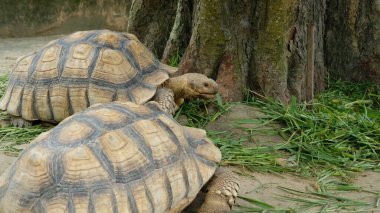 Kaplumbağalar ve günlük aktiviteler