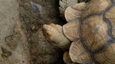 Kaplumbağalar ve günlük aktiviteler