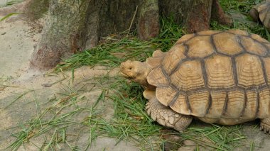 Kaplumbağalar ve günlük aktiviteler