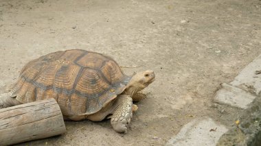 Kaplumbağalar ve günlük aktiviteler