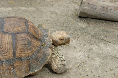 Kaplumbağalar ve günlük aktiviteler