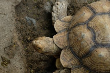 Kaplumbağalar ve günlük aktiviteler
