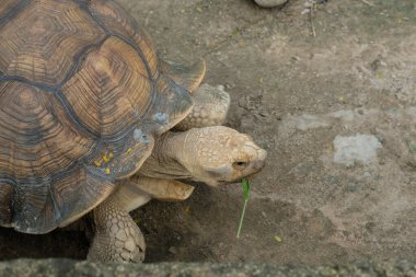 Kaplumbağalar ve günlük aktiviteler