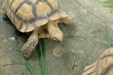 Kaplumbağalar ve günlük aktiviteler