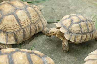 Kaplumbağalar ve günlük aktiviteler