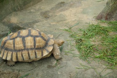 Kaplumbağalar ve günlük aktiviteler