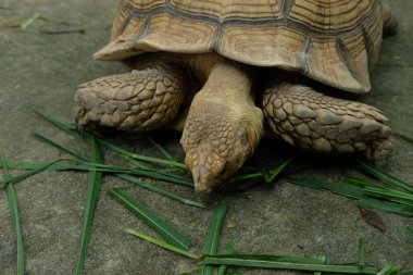 Kaplumbağalar ve günlük aktiviteler