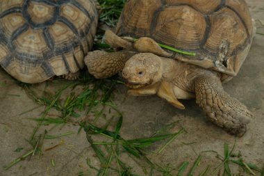 Kaplumbağalar ve günlük aktiviteler