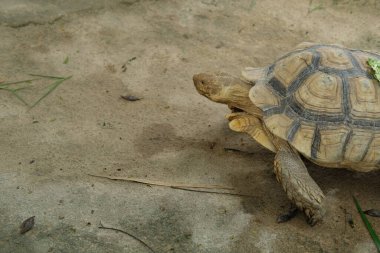 Kaplumbağalar ve günlük aktiviteler