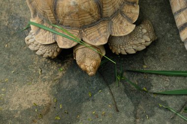 Kaplumbağalar ve günlük aktiviteler