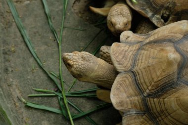 Kaplumbağalar ve günlük aktiviteler
