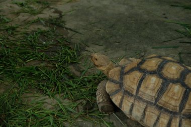 Kaplumbağalar ve günlük aktiviteler